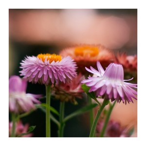 Cross-Processed Main Photo