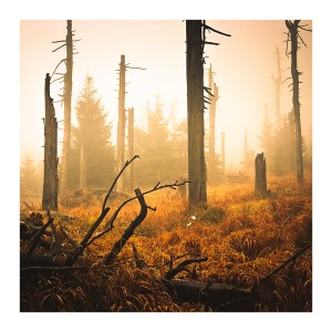 Lomography Lightroom Presets