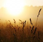 Free Download – Sunlight Photoshop Actions