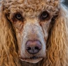 Free Download – Sharpening – Lightroom Presets