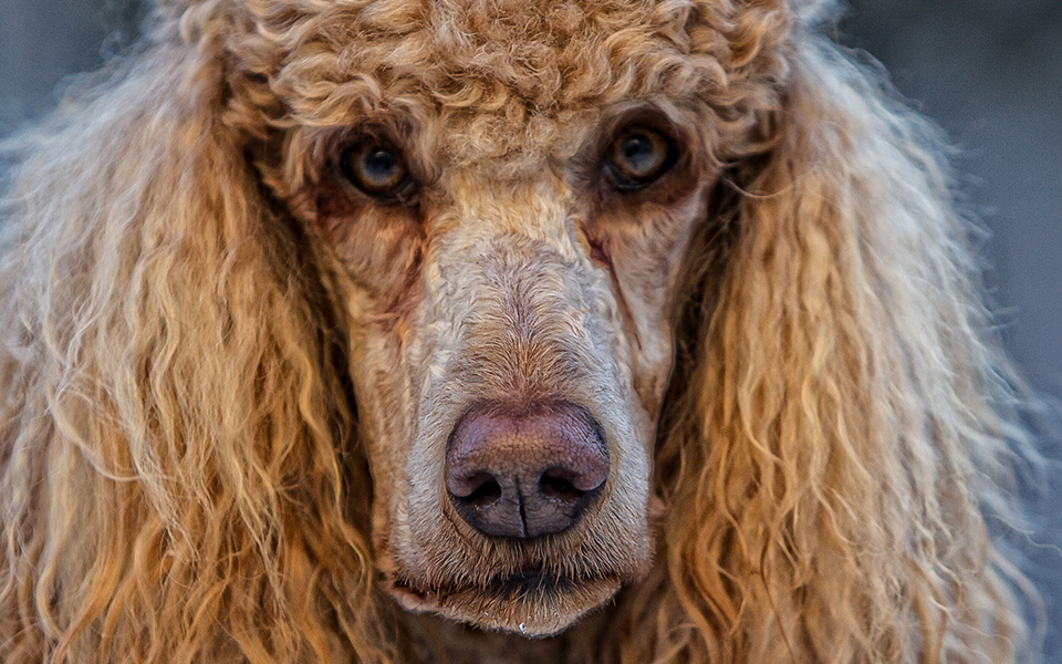 sharpening lightroom presets