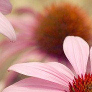 Soften and Slightly Warm Nature – Photoshop Action 010