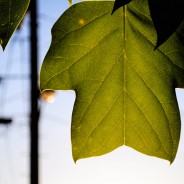 Topaz Labs – Reviews and Tutorials