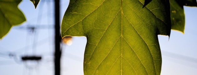 Topaz Labs – Reviews and Tutorials