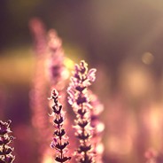 Warm Glow Photoshop Action 009