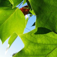 Dramatic Color and Detail – Photoshop Action 057