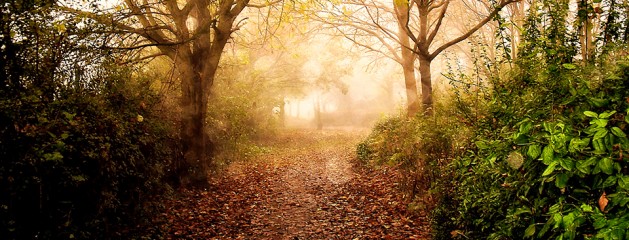 Bright Copper Sunlight – Lightroom Preset 067