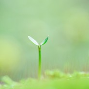 Green Flora – Lightroom Preset 059