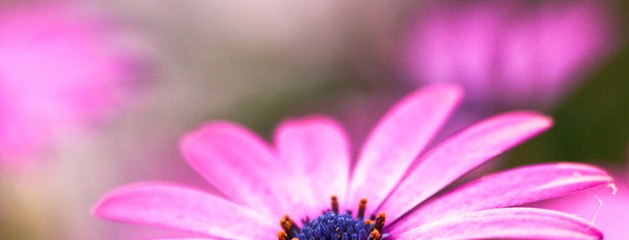 Pink Light – Lightroom Preset 061