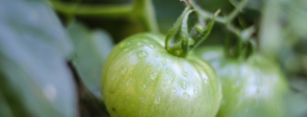 Gardens and Still Life – Lightroom Presets 096