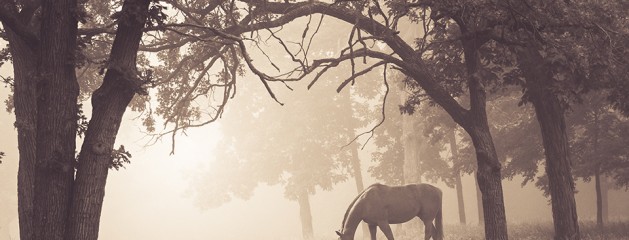 Lavender Mist – Lightroom Preset 095