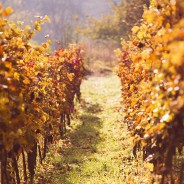 Fall Color Boost – Photoshop Action 119