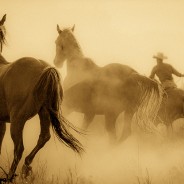 Deep Yellow Brown Albumen – Lightroom Preset 154