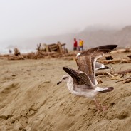 Foggy Beach Pop – Lightroom Preset 160