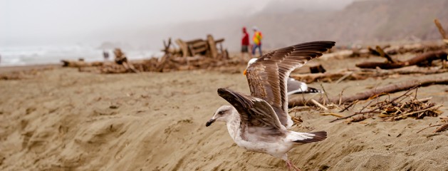 Foggy Beach Pop – Lightroom Preset 160