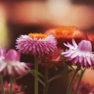 Richly Warm – Photoshop Action 164