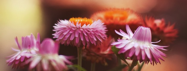 Richly Warm – Photoshop Action 164