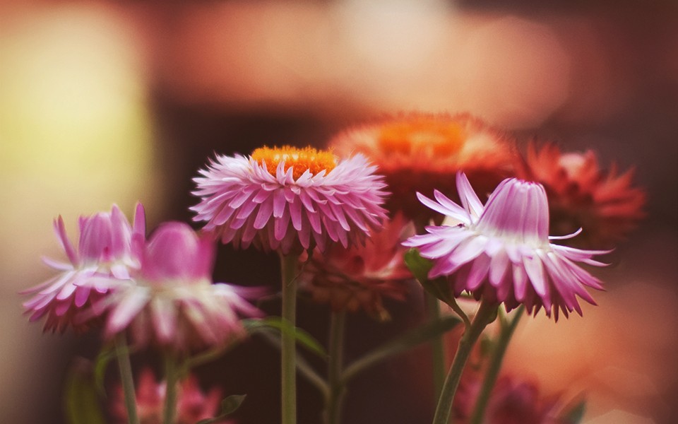 Richly Warm – Photoshop Action 164