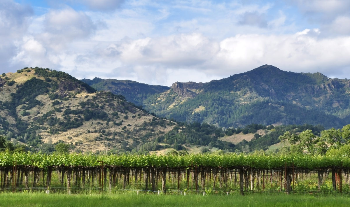 Calistoga Vineyard and Hills