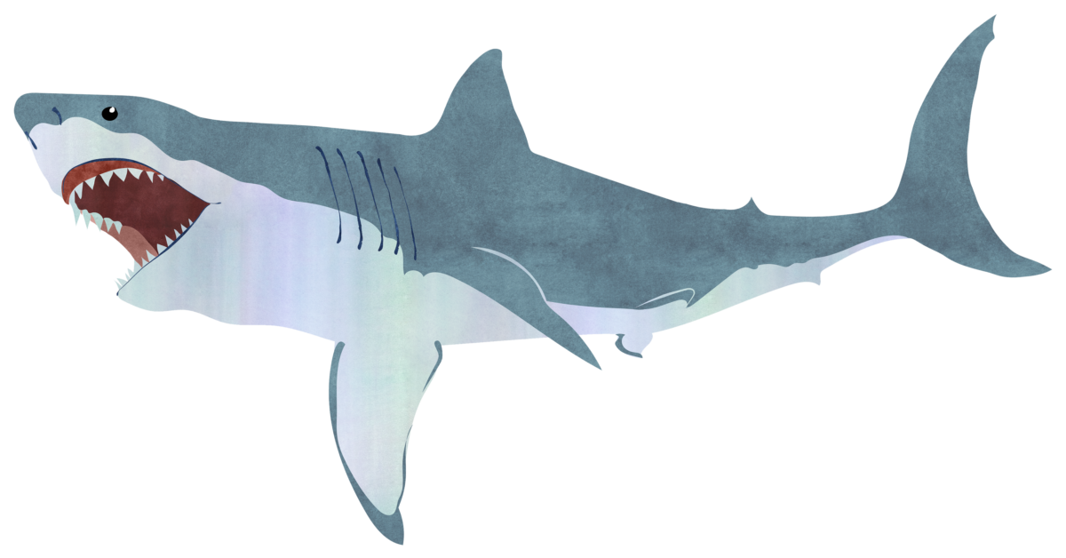 shark illustration transparent png free download