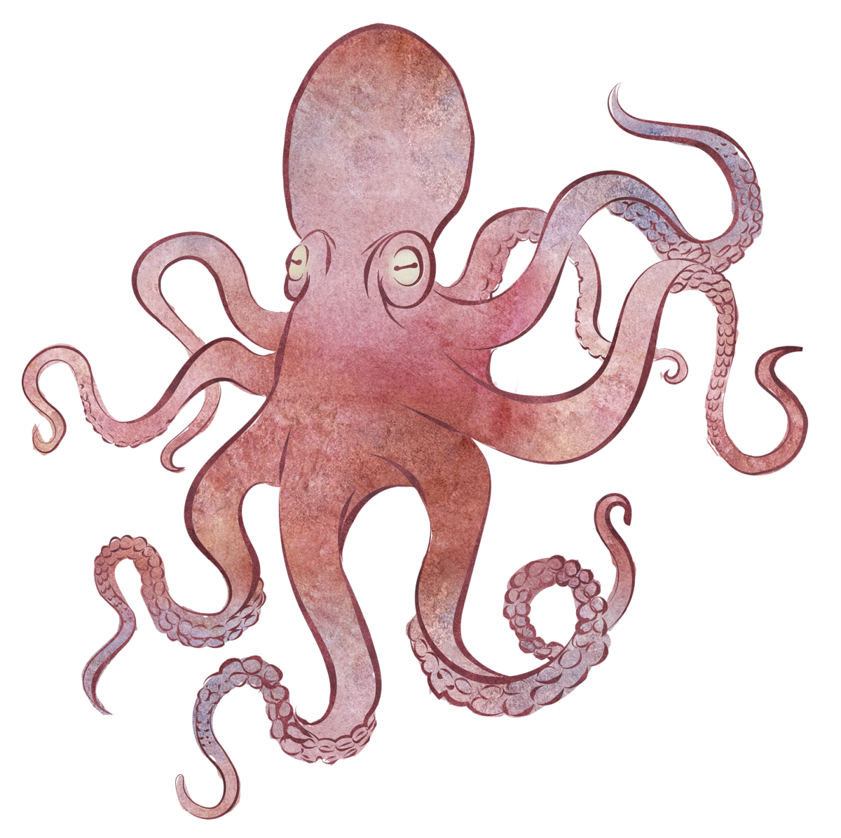 free download octopus illustration transparent png